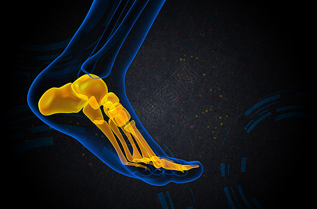 3d为足骨的医学插图腓骨医疗胫骨灰色骨骼脚趾骨头图片