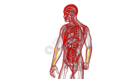 3d 提供半径骨的医学图解解剖学科学骨骼手臂药品肱骨医疗图片