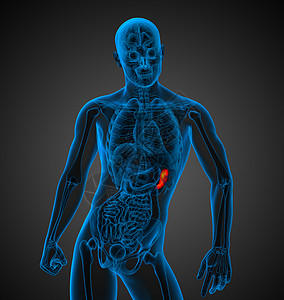 3d 提供脾脏的医学插图医疗器官生物学诊断药品解剖学x光病人图片