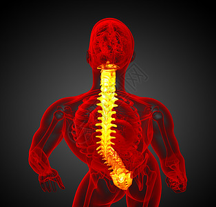 3d为人体脊椎的医学插图生物学脊柱骶骨骨干骨头颈椎病胸椎骨骼医疗椎骨图片