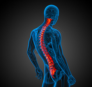 3d为人体脊椎的医学插图解剖学骨头脊柱骨骼生物学骶骨医疗背痛椎骨腰椎图片