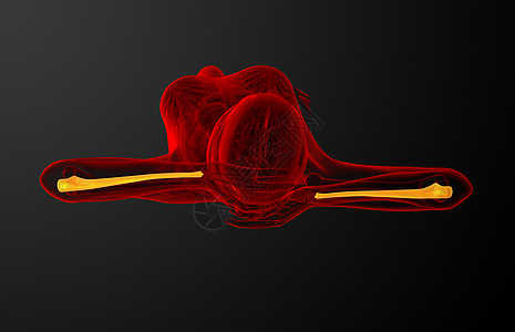 3d 进行人体骨骼的医学说明肱骨科学医疗手臂半径身体图片