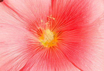 粉红花乐趣收藏叶子植物群雏菊生长季节快乐植物学花瓣图片
