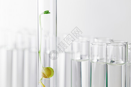 试管中的小型工厂植物管子化学工程生长绿色发芽实验室生态实验图片
