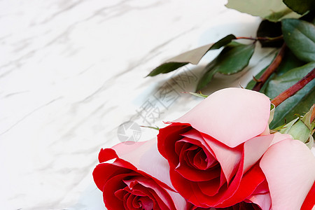大理石背景上的红玫瑰图片