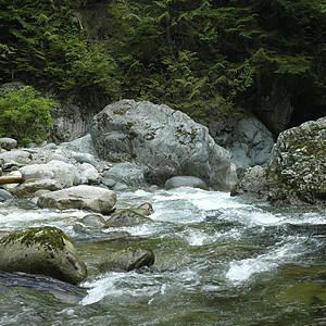 内河自来河水环境叶子岩石森林树叶活力树木植物溪流绿色植物图片