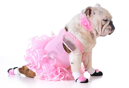 斗牛犬芭蕾舞公主短裙情感演员宠物反射小狗犬类拖鞋女孩图片