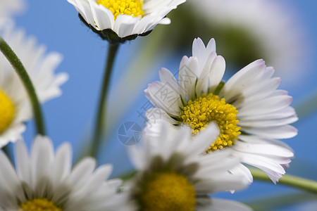 Daisy 花朵 春春春明亮的生动主题植物植物群白色灯泡杯子绿色花园背景图片