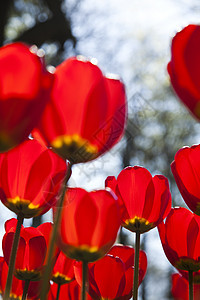 新鲜美丽的郁金香 春天多彩的生动主题太阳花束植物群场地花园妈妈紫色宏观庆典明信片图片
