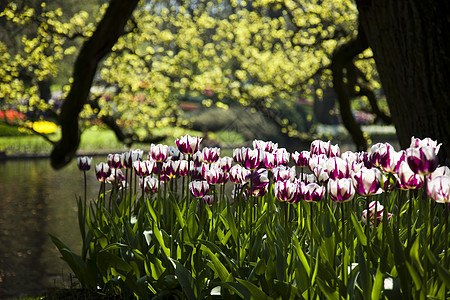 Tulip 字段 春季多彩的生动主题宏观叶子公园花束紫色阳光明信片植物群花园太阳图片