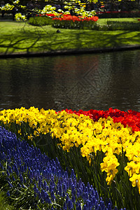 Tulip 字段 春季多彩的生动主题花束紫色射线生长阳光场地庆典妈妈太阳花园图片