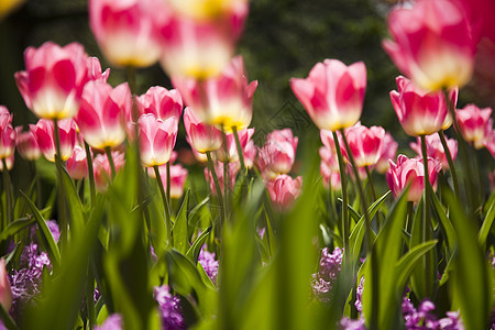 Tulip 字段 春季多彩的生动主题场地叶子公园阳光明信片花园宏观花店妈妈生长图片
