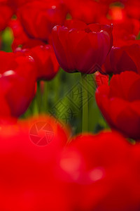 鲜花 春天多彩的生动主题阳光公园植物群花束场地紫色花园花店庆典明信片图片