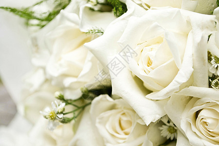 玫瑰香白玫瑰作为背景奢华生日订婚植物群花束婚姻纪念日热情花瓣周年背景
