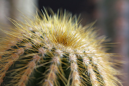 cactus 细节干旱雷神植物宏观器官植被国家管道纪念碑绿色图片