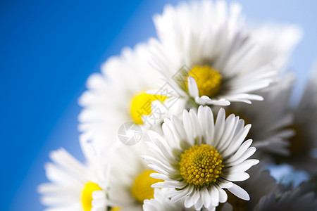 Daisy 花朵 春春春明亮的生动主题植物群花园灯泡植物杯子绿色白色背景图片