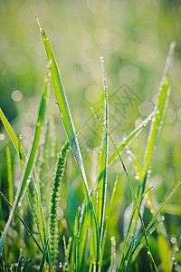 草叶上的雨滴植物画幅前景草地叶子小麦树叶水滴环境叶脉图片