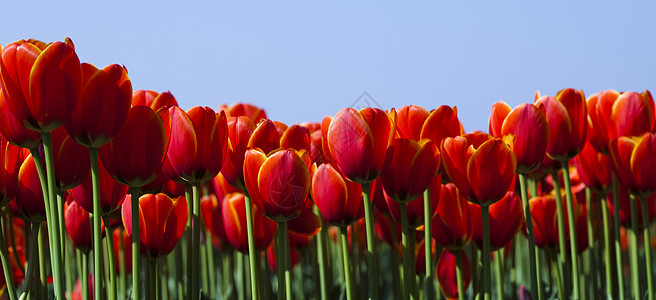春天在花园里 充满多彩的生动主题宏观花店花束明信片紫色公园生长妈妈太阳植物群图片
