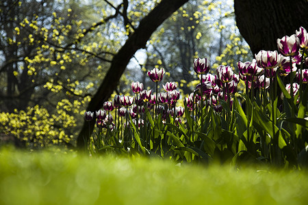 Tulip 字段 春季多彩的生动主题花园太阳叶子妈妈宏观花束阳光紫色花店明信片图片