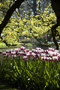 Tulip 字段 春季多彩的生动主题植物群妈妈花店庆典阳光宏观叶子花束花园生长图片