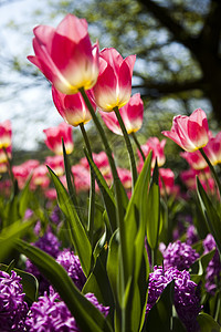 Tulip 字段 春季多彩的生动主题太阳宏观花园花店场地射线叶子明信片妈妈公园图片