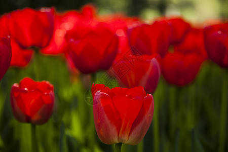 Tulip 字段 春季多彩的生动主题射线妈妈宏观明信片太阳庆典阳光场地花束花店图片