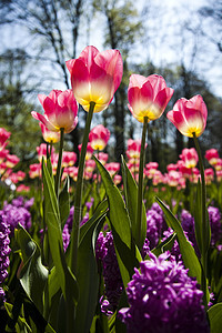 Tulip 字段 春季多彩的生动主题妈妈花园太阳生长庆典宏观射线明信片公园花店图片