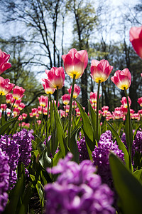 Tulip 字段 春季多彩的生动主题阳光紫色叶子明信片射线庆典花束场地花店宏观图片