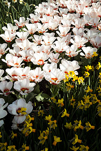 郁金香背景 春季多彩的生动主题叶子公园阳光生长花店太阳宏观植物群花束射线图片