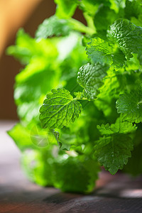 美利萨框架宏观小枝植被草本植物香气花园味道食物叶子图片