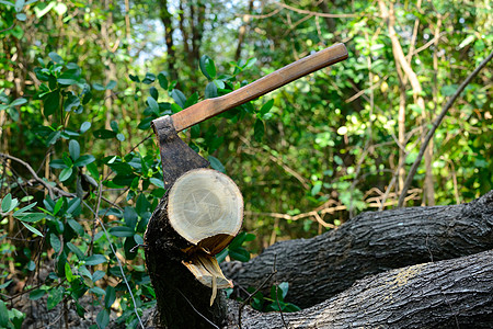 斧头木头树桩木材工具日志白色图片