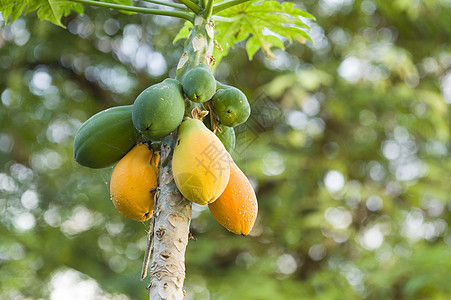 树上挂着黄绿芒果果的果实白色绿色黄色热带营养水果植物橙子食物甜点图片