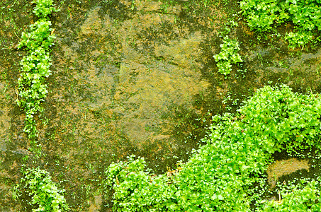湿岩岩石植物宏观环境树木植被地面生长森林沼泽丛林图片