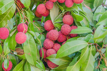 柳叶果果园植物皮肤营养绿色红色荔枝热带饮食粉色图片