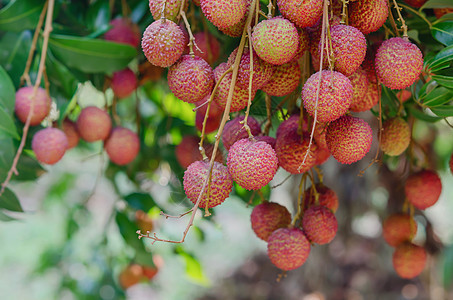 柳叶果饮食食物红色营养绿色皮肤水果热带果园荔枝图片
