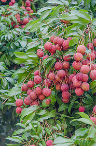 柳叶果食物红色果园水果热带树叶绿色植物营养粉色图片