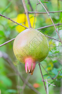 石榴热带甜点圆形食物植物营养花园绿色饮食水果图片