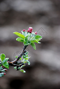 宏视图苹果树的白花宏观植物学季节花瓣文化螃蟹花园场景园艺果园图片