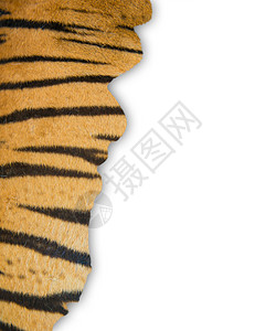 白色背景的老虎皮黑色哺乳动物穿孔橙子皮肤荒野框架头发条纹豹属图片