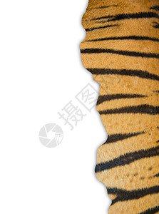 白色背景的老虎皮框架皮肤毛皮黄色捕食者头发哺乳动物黑色野生动物豹属图片
