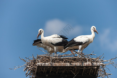 巢中的白墙纸柱子动物村庄小鸡羽毛中风蓝色海浪游戏图片