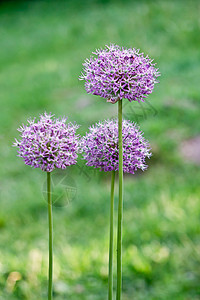 装饰洋葱灯泡球状园艺气味种子头绿色紫色粉色植物植物学图片