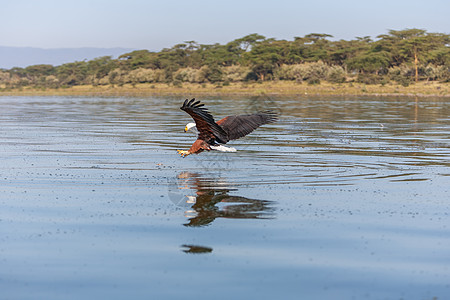 鹰飞过水面动物航班野生动物梧桐树钓鱼攻击淡水风筝自由猎人图片