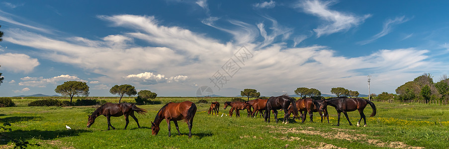 马在绿草地上放牧蓝色花朵农场牧场季节国家荒野天空栅栏板栗图片