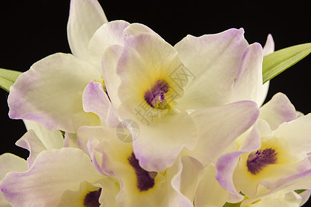 美丽的纯洁白白兰花 在黑背地的黑原上植物群镜子植物展示季节宏观热带生长兰花精神图片