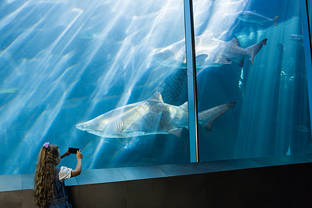 小女孩在看鱼缸童年海上生活生物学鲨鱼水族馆学习动物摄影女孩玻璃图片