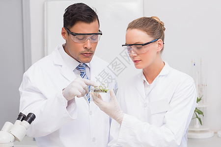 科学家持有用植物测试的花料盘子混血豆芽同事护目镜种子实验室研究女士防护发芽图片