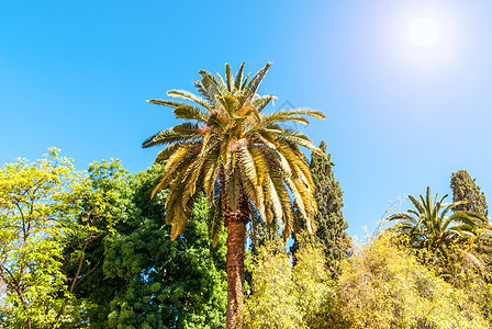 太阳植物下的棕榈树图片