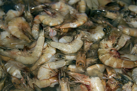 印度果阿 印度鱼市场上的新鲜虾子荒野营养午餐甲壳水产品宏观饮食动物近距离海鲜图片
