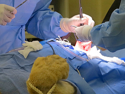 胃部抽取管子兽医卫生药品母狮切口程序伤口保健器官图片